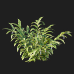 Alpinia Zerumbet