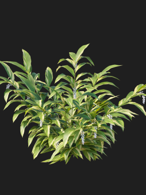 previous-next-color-palette-alpinia-zerumbet-3d-model-ab46057d97
