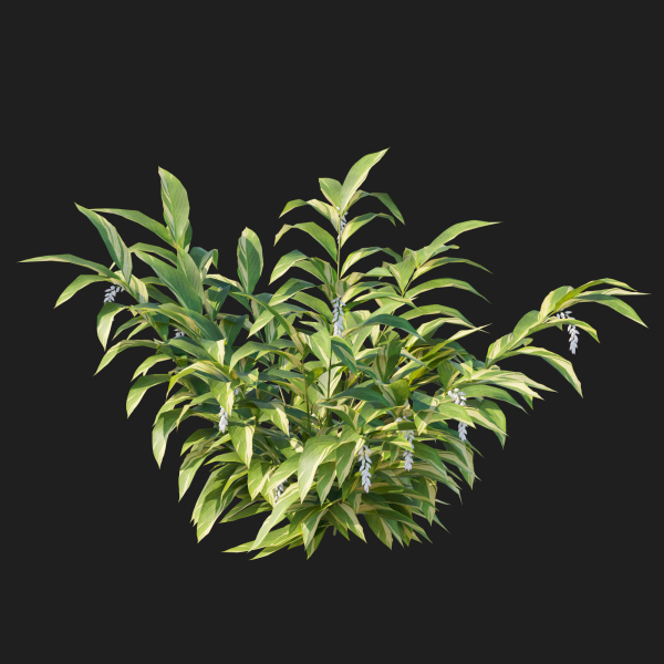 Alpinia Zerumbet