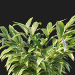 Alpinia Zerumbet