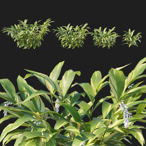 Alpinia Zerumbet