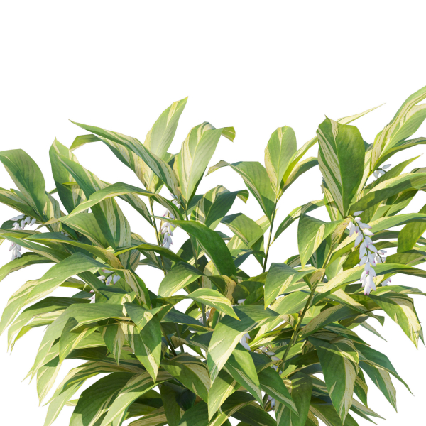 Alpinia Zerumbet