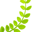 Prop310 Leaves Branch