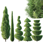 Pruned cedar trees