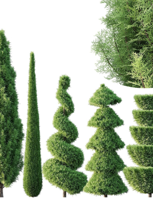 Pruned cedar trees