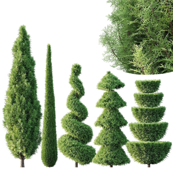 Pruned cedar trees