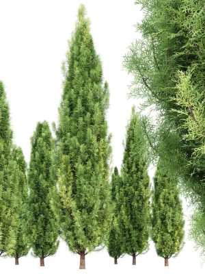 pruned-cedar-trees-3d-model-c28e3ba4f4