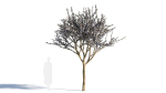 Prunus cerasifera tree a