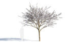 Prunus cerasifera tree a