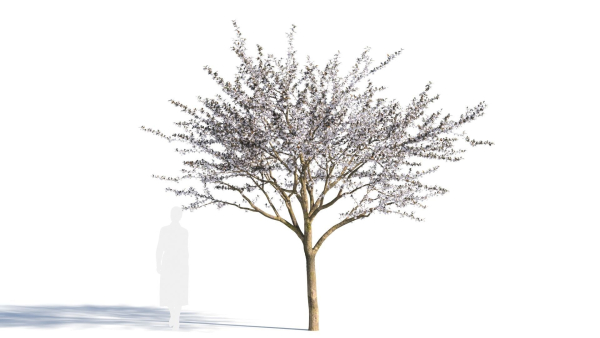 Prunus cerasifera tree a