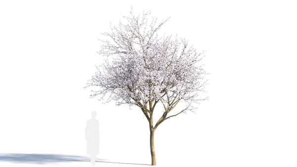 Prunus cerasifera tree a
