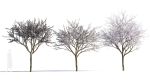Prunus cerasifera tree a