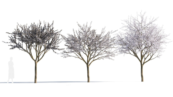 Prunus cerasifera tree a