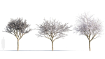 Prunus cerasifera tree a