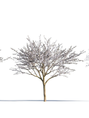 Prunus cerasifera tree a