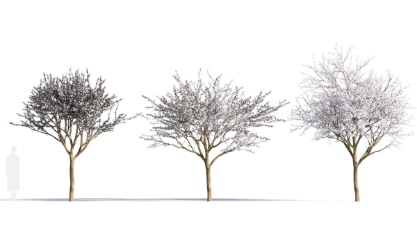Prunus cerasifera tree a