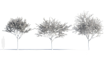 Prunus cerasifera tree a