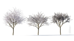 Prunus cerasifera tree a