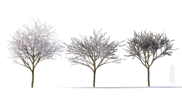 Prunus cerasifera tree a