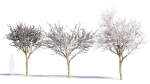 Prunus cerasifera tree a