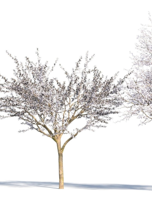 prunus-cerasifera-tree-a-3d-model-91cda84301