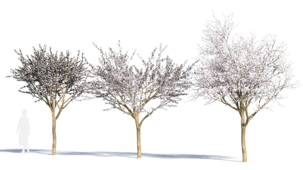 Prunus cerasifera tree a