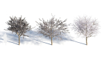 Prunus cerasifera tree a