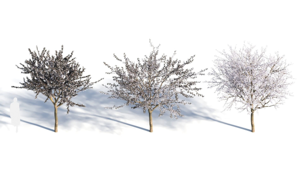 Prunus cerasifera tree a