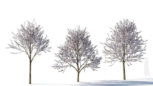 Prunus cerasifera tree b