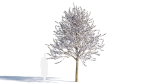 Prunus cerasifera tree b