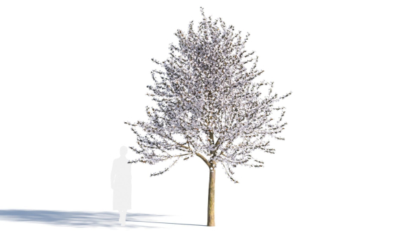 Prunus cerasifera tree b