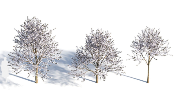 Prunus cerasifera tree b