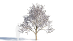 Prunus cerasifera tree b