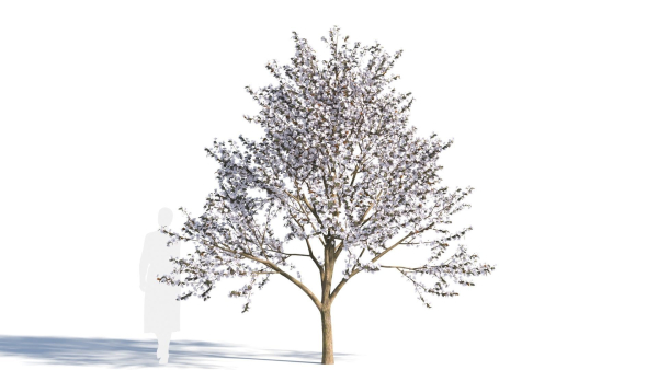 Prunus cerasifera tree b