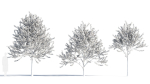 Prunus cerasifera tree b