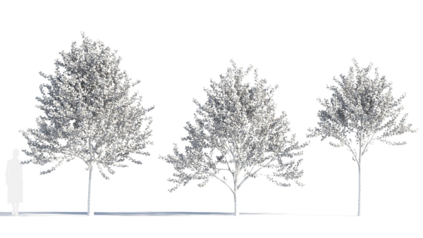 Prunus cerasifera tree b