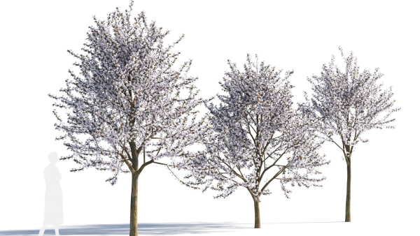 Prunus cerasifera tree b