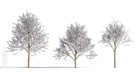 Prunus cerasifera tree b