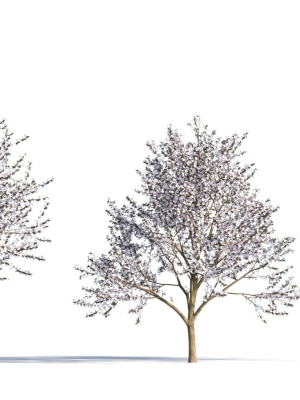 Prunus cerasifera tree b