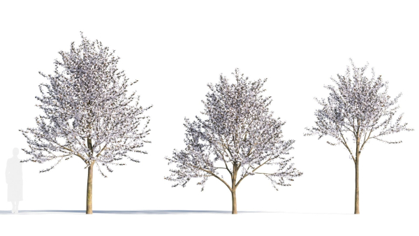 Prunus cerasifera tree b