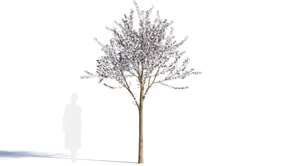 Prunus cerasifera tree b