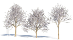 Prunus cerasifera tree b