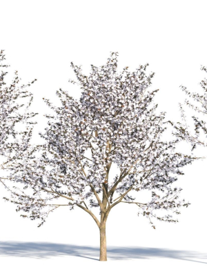 prunus-cerasifera-tree-b-3d-model-e14b413d13