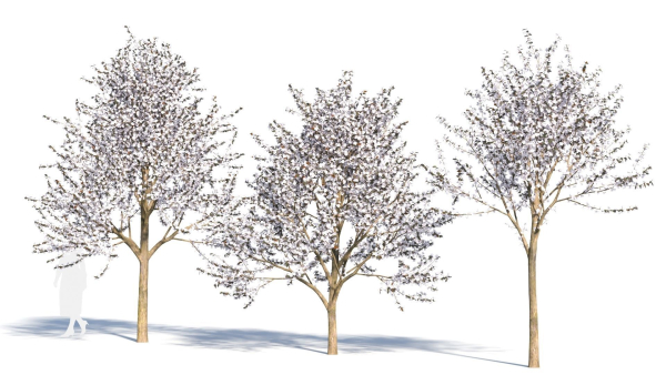 Prunus cerasifera tree b