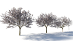 Prunus cerasifera tree c