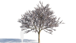 Prunus cerasifera tree c