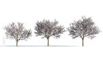 Prunus cerasifera tree c