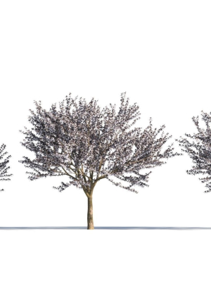 Prunus cerasifera tree c