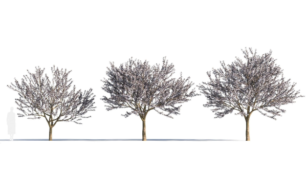 Prunus cerasifera tree c