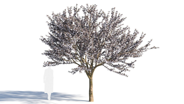Prunus cerasifera tree c